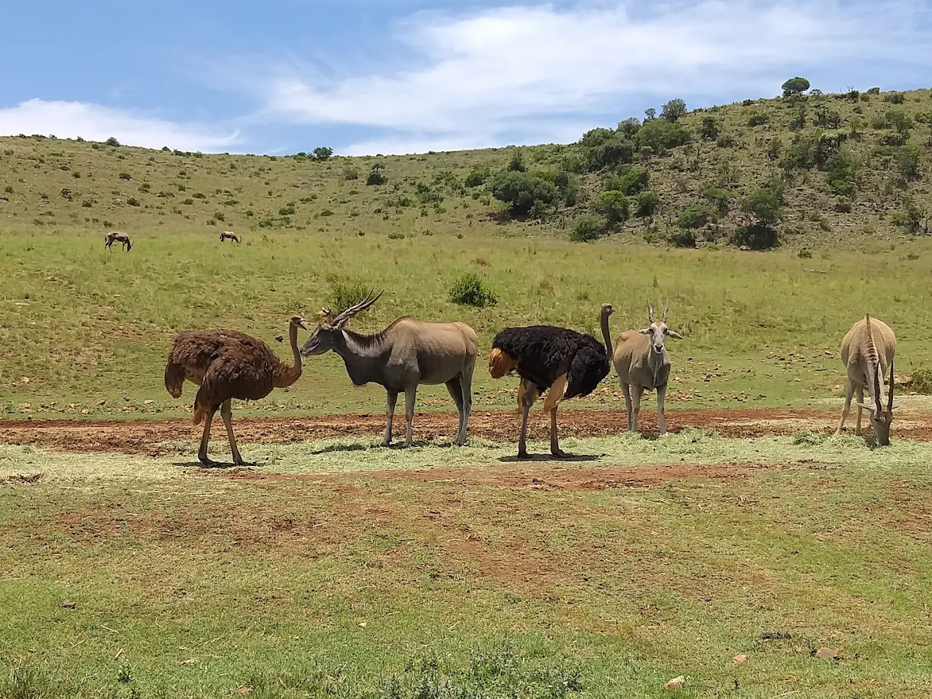 Rhino & Lion Nature Reserve