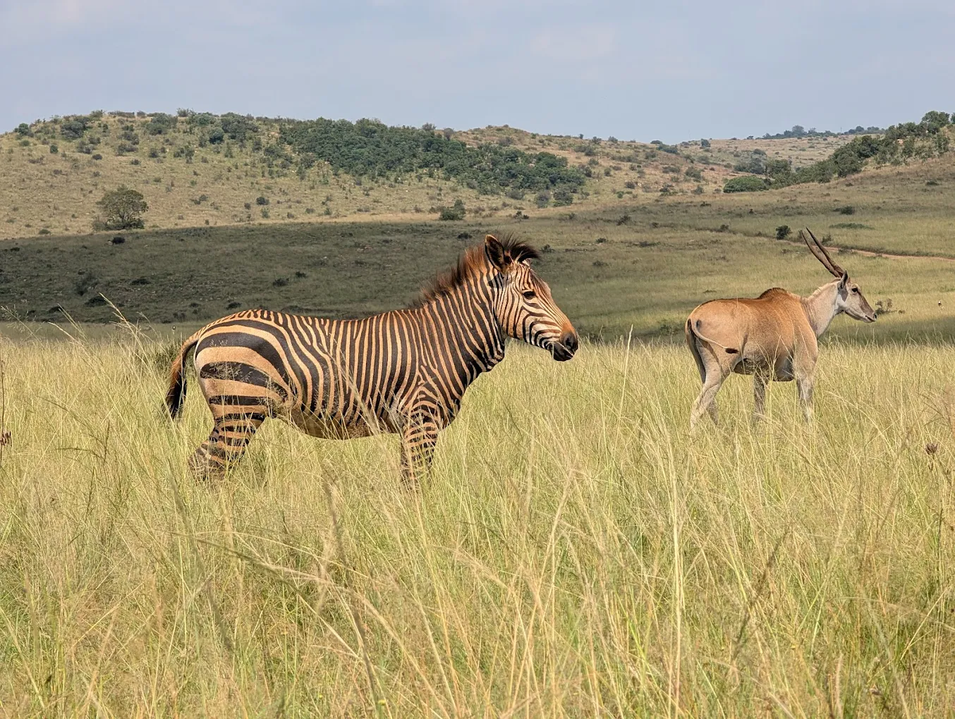 Rhino & Lion Nature Reserve