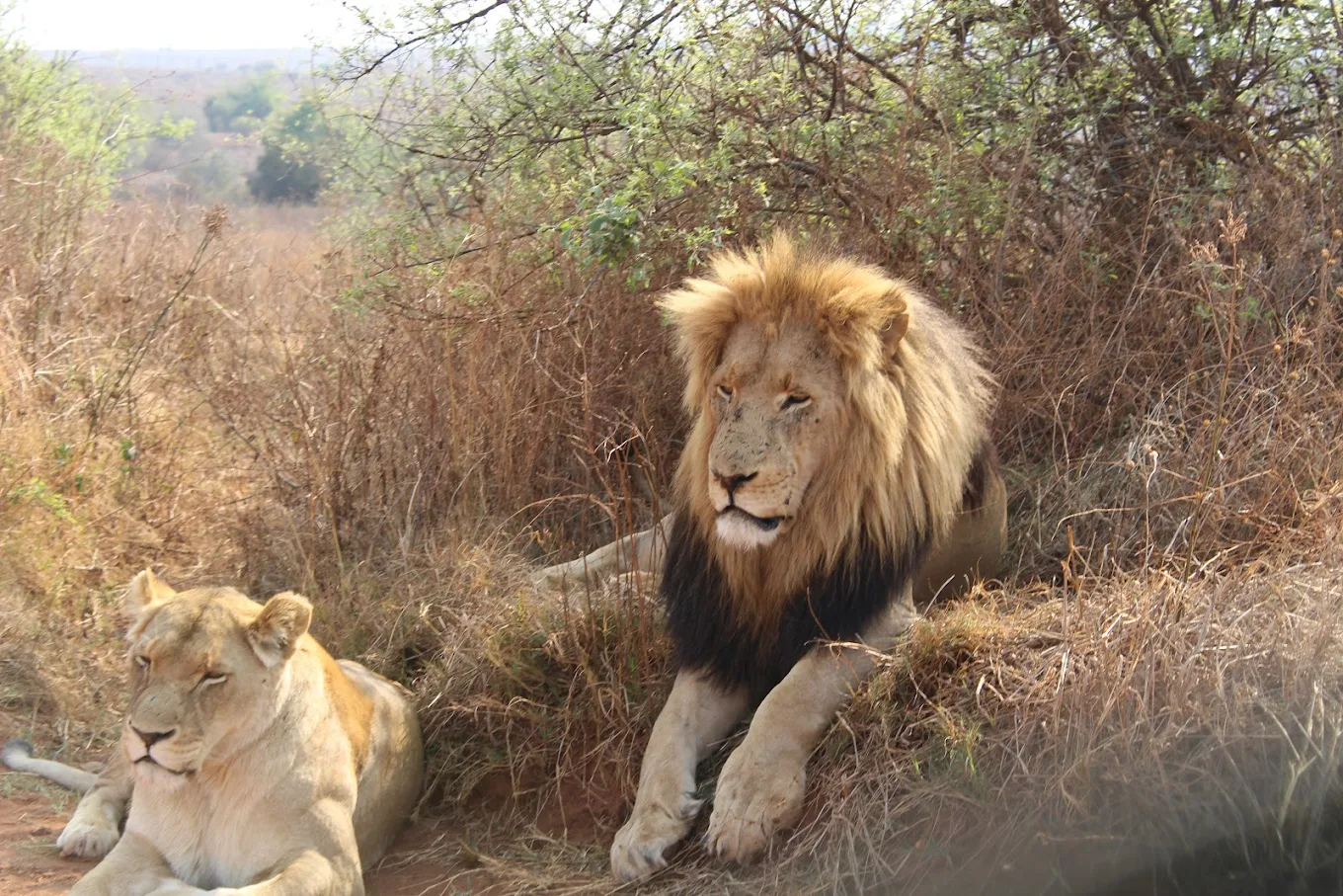 Rhino & Lion Nature Reserve