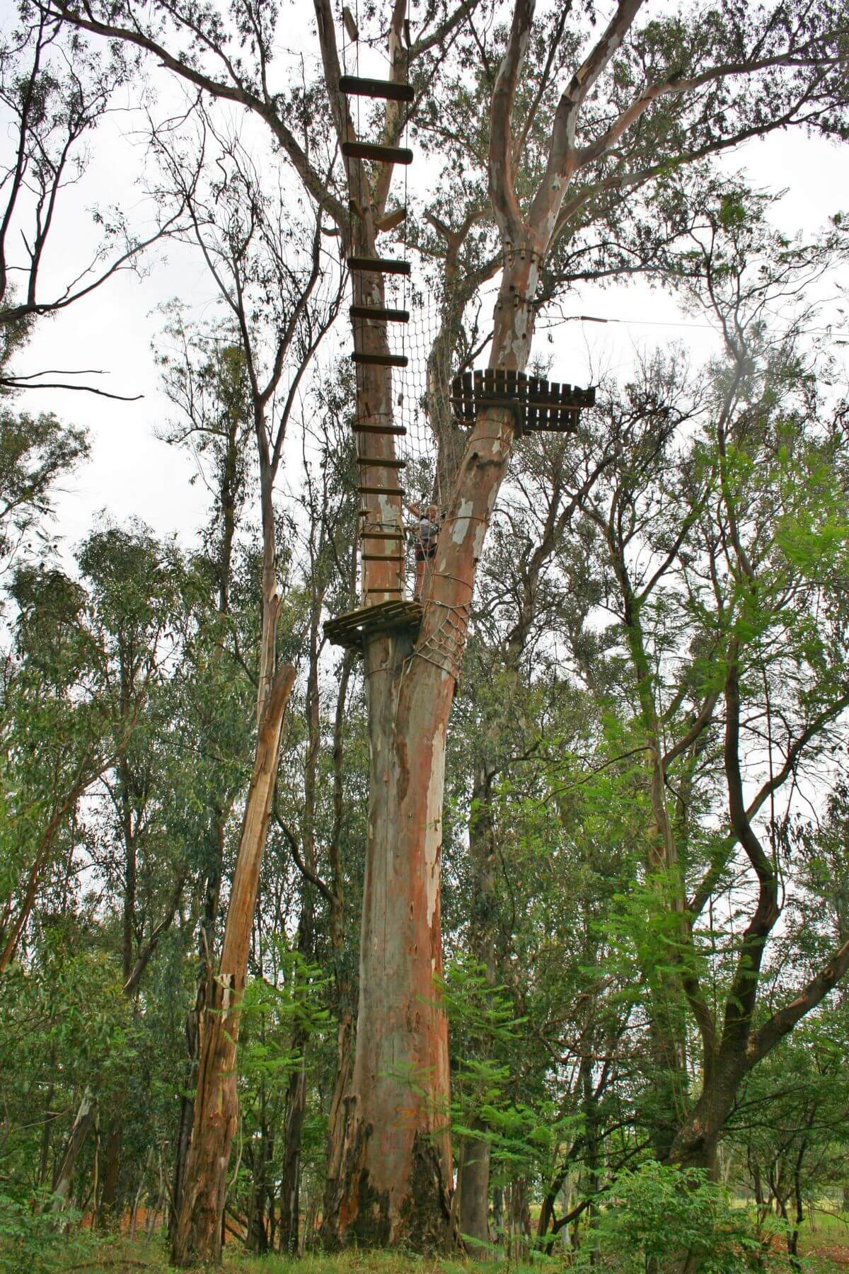 Acrobranch - Pretoria North